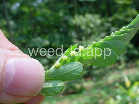 leafflower